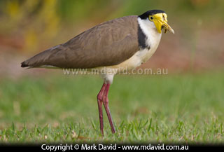 Masked Lapwing