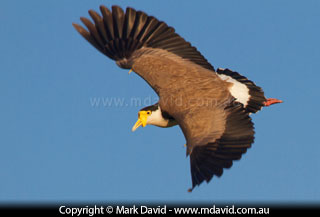 Masked Lapwing