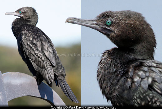 Little Black Cormorant