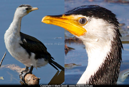 Little Pied Cormorant