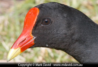 Dusky Moorhen
