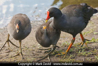 Dusky Moorhen