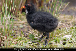 Dusky Moorhen