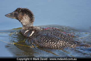 Musk Duck
