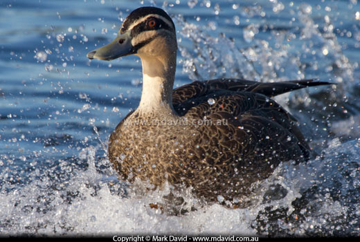 Pacific Black Duck