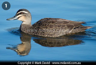 Pacific Black Duck