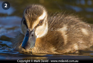 Pacific Black duckling