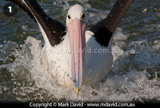 Australian Pelican