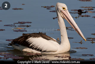 Australian Pelican