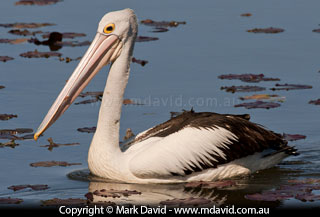 Australian Pelican