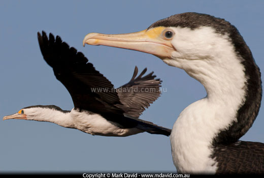 Pied Cormorant