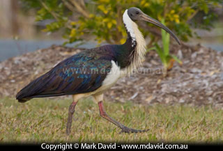 Straw-necked Ibis
