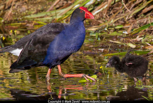 Purple Swamphen