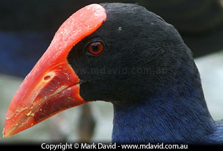 Purple Swamphen