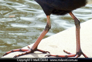 Purple Swamphen