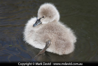 Black Swan cygnet