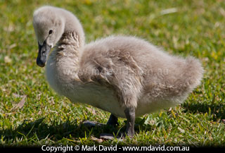 Black Swan cygnet