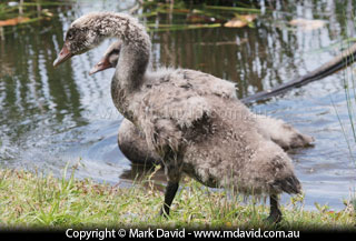 Black Swan cygnet
