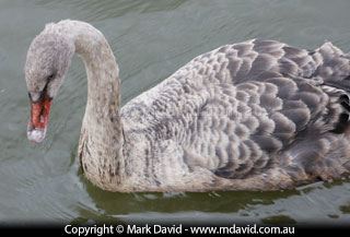 Black Swan cygnet