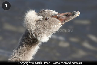 Black Swan cygnet