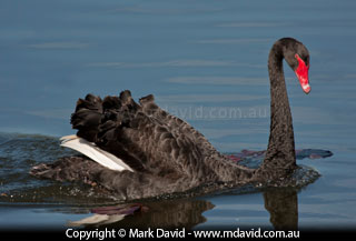 Black Swan