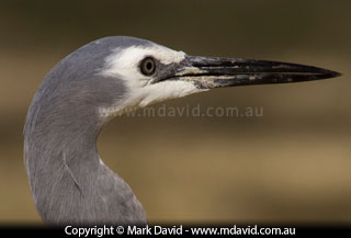 White-faced Heron