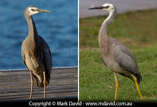 White-faced Heron