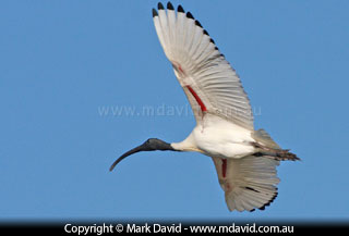 Australian White Ibis