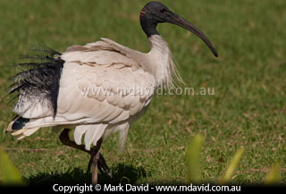 Australian White Ibis