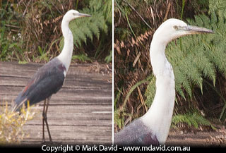 White-necked Heron