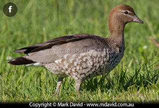 Wood Duck