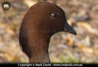 Wood Duck