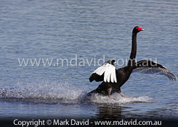 waterskiing swan
