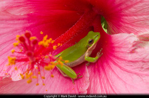 Eastern Dwarf Tree Frog in a Hibiscus flower