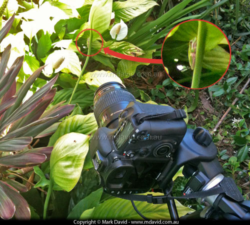 Photographing a tree frog
