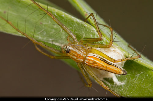 Lynx Spider with egg sac