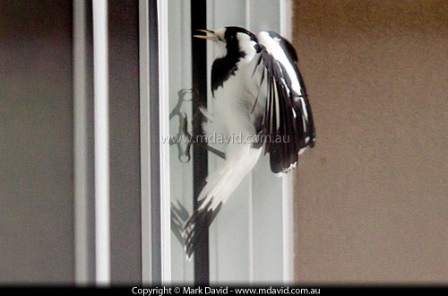 Magpie Lark flying into a door