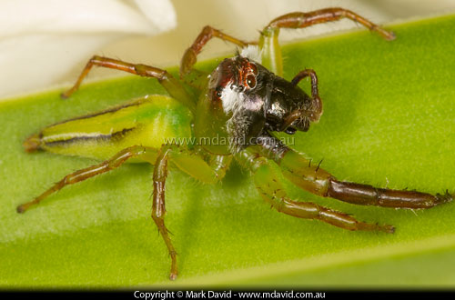 Northern Green Jumping Spider