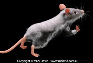 mouse with density maps applied