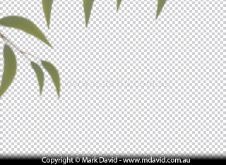 The extreme-foregound layer of leaves