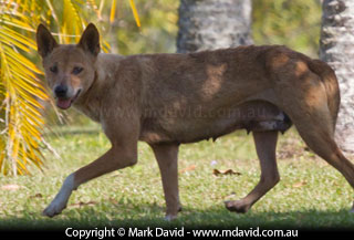 Dingo