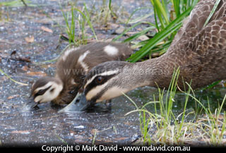 Pacific Black Ducks feeding