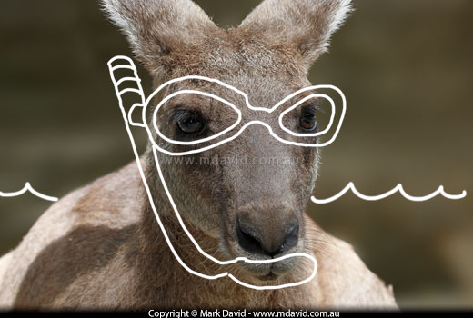 Swimming kangaroo