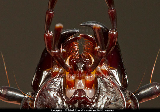 Beetle mouthparts