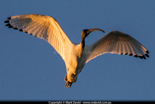 Australian White Ibis