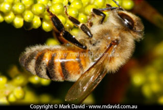 Macro photo of a bee