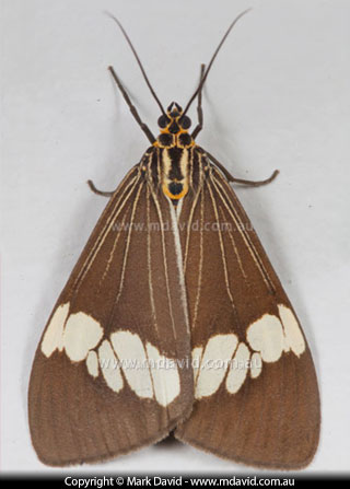 46 megapixels of moth