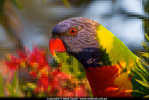 Rainbow Lorikeet