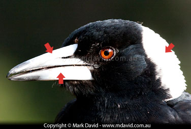 Magpie