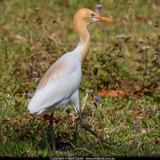 Cattle Egret